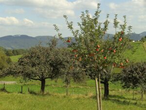 Apfelsaft in Bio-Qualität von den Streuobstwiesen Hochgürtel aus Meckenheim.